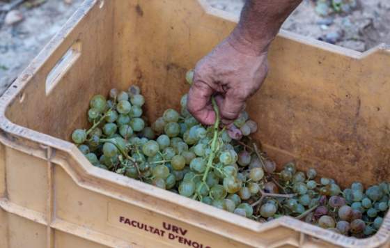 Tecnovino- levadura poco convencional aumenta la calidad de los vinos de maceración carbónica, los rosados y los brisados