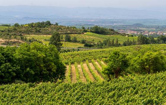 Tecnovino- Ilusio Verum y Iter Verum, vinos de La Rioja  de Bodegas Verum