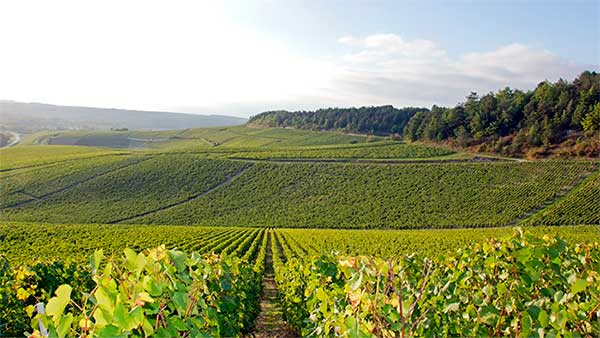 Tecnovino 45 Congreso Mundial de la Viña y el Vino OIV en Borgoña Francia
