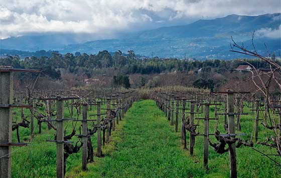 Tecnovino Alma Carraovejas expansion Compañía de Vinos Tricó