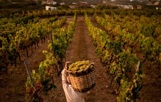 Tecnovino- Asociación de Viticultores y Bodegueros de Canarias, AVIBO, Ministerio de Cultura subvención estudio patrimonio inmaterial tradiciones vitivinícolas canarias.