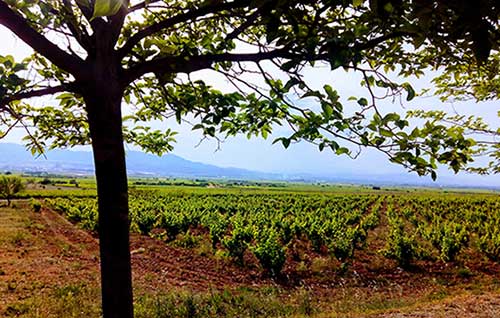 Tecnovino Mapa viñedo ayudas en inversiones vitivinícolas