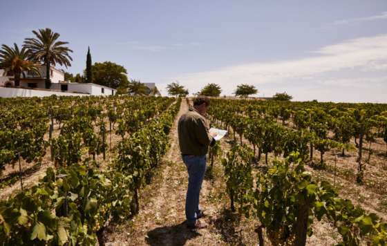 Tecnovino-proyecto vitivinícola de Alberto Orte, Marco de Jerez, Bodegas Poniente,