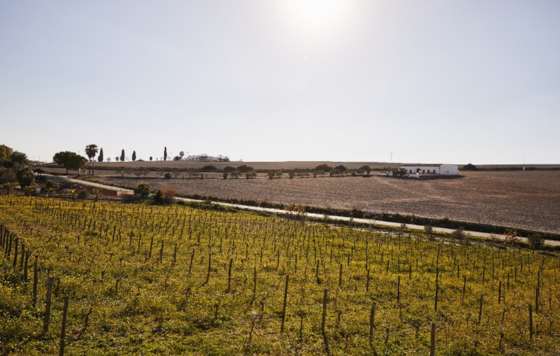 Tecnovino-proyecto vitivinícola de Alberto Orte, Marco de Jerez, Bodegas Poniente,