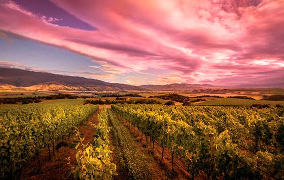 Tecnovino viñedo Nueva Zelanda bodega Gibbston Valley