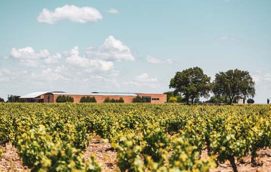 Tecnovino Bodega Valtravieso instalaciones y vinedo