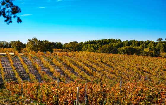 Tecnovino Bodega Valtravieso vinedo