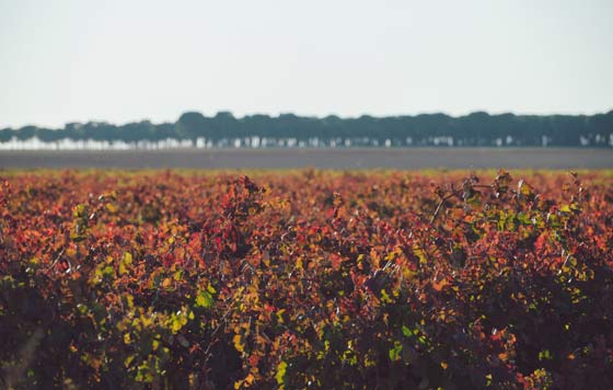 Tecnovino- Vega Tolosa viñedo