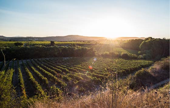 Tecnovino- Viña Salceda, vinos de parajes excepcionales