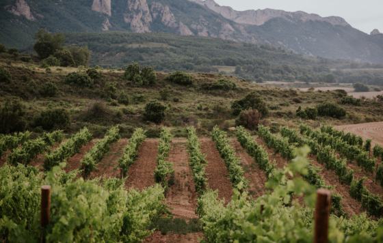 Tecnovino- Viña Salceda, vinos de parajes excepcionales