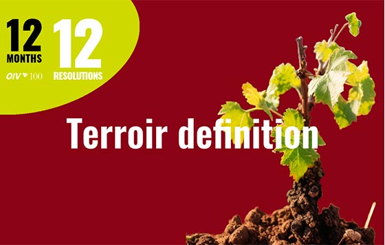 Tecnovino definición de terroir vino OIV