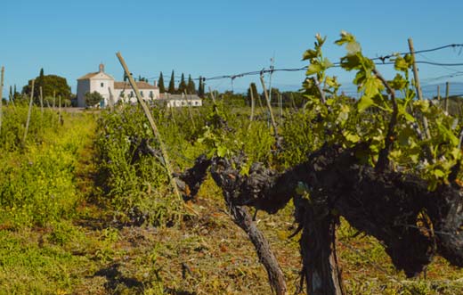Tecnovino - Bodegas Marqués de Griñón enoturismo