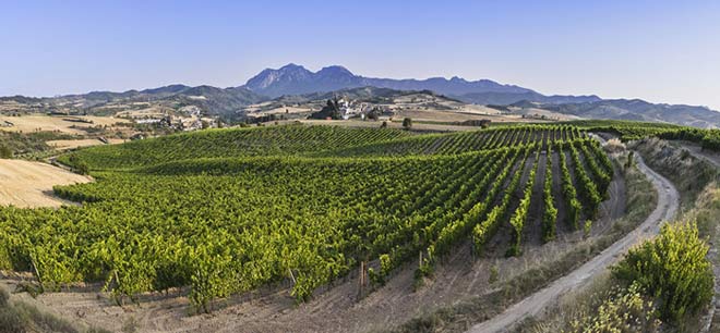 Tecnovino - viñedo Sonsierra navarrra La Pared