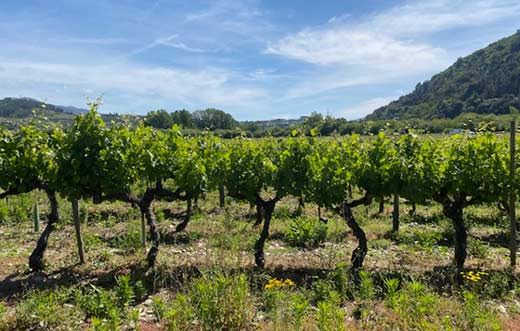 Tecnovino - vinos de Valdeorras viñedo