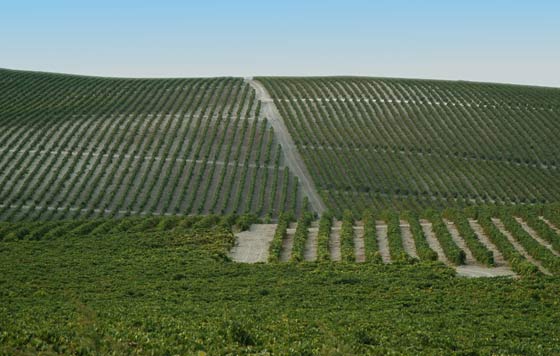 Tecnovino- González Byass, hitos sostenibles, viñedos de Jerez