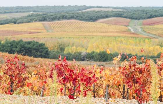Tecnovino- Proyecto RIBERADAPT: variedades de vid de la DO Ribera del Duero