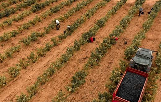 Tecnovino- Grupo Barón de Ley, proyecto en Ribera del Duero, viñedos