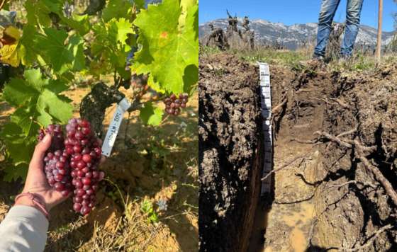 Tecnovino- REVIVID, proyecto vitícola para recuperar viñedos antiguos en Rioja Alavesa