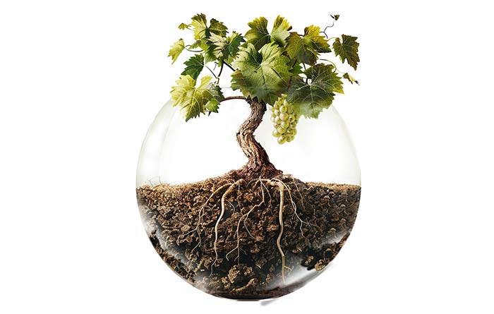 Tecnovino- retos de la viticultura Giesco 2025 y taller de la filoxera