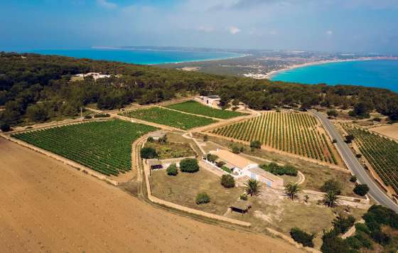 Tecnovino- alianza bodega Terramoll y Vintae, vinos de Formentera