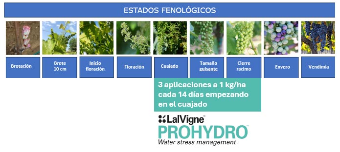 Tecnovino- exceso vegetativo de la vid estrés térmico, Lallemand, gráfico 3