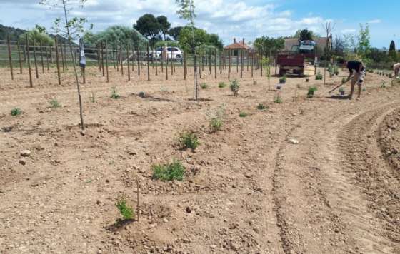 Tecnovino- proyecto VITIBOSC viñedo agroforestal ecológico en el Penedès