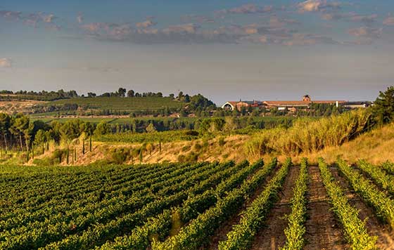 Tecnovino- uso del agua en la vitivinicultura, formación de EDA en Finca d’Espiells de Juve & Camps