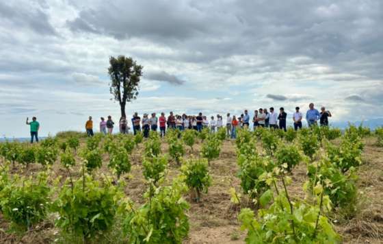Tecnovino-Bodegas Roda, sistema keyline en viñedo