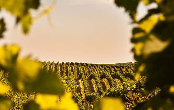 Tecnovino- Rioja Vega, sello Sustainable Wineries for Climate Protection, prácticas sostenibles