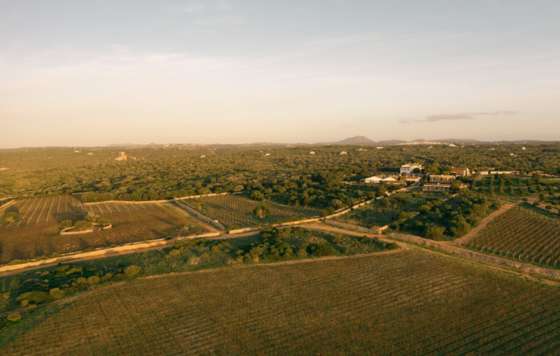 Tecnovino- Torralbenc vino de finca rosado de Menorca