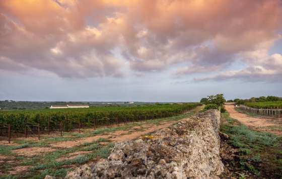 Tecnovino- Torralbenc vino de finca rosado de Menorca