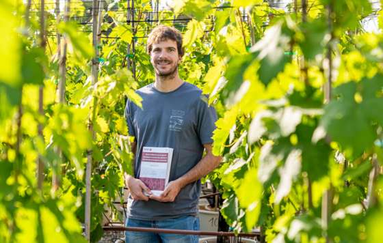 Tecnovino- acolchados orgánicos en el viñedo