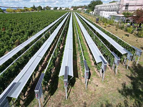 Tecnovino- protección para el viñedo heladas granizo mildiu, Viti-Tunnel