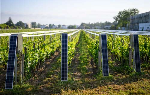 Tecnovino- protección para el viñedo heladas granizo mildiu, Viti-Tunnel