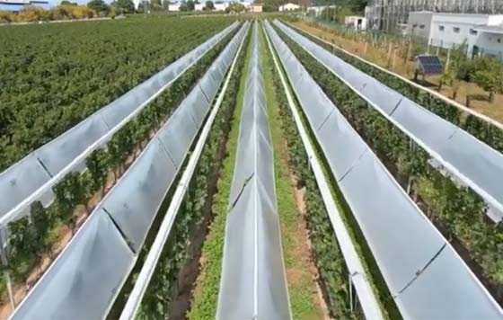 Tecnovino- protección para el viñedo heladas granizo mildiu, Viti-Tunnel