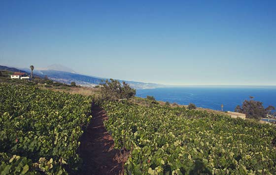 Tecnovino filoxera en Tenerife, imagen de viñedo El Sauzal