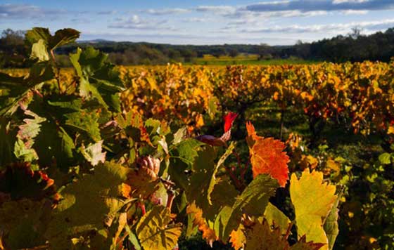 Tecnovino- vendimia 2025 Portugal.. Vendimia en España, Francia, Italia y Portugal