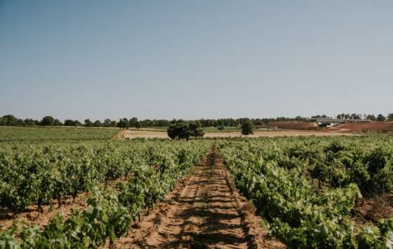 Tecnovino- Bodegas La Horra, vinos Corimbo 2022 y Corimbo I 2018