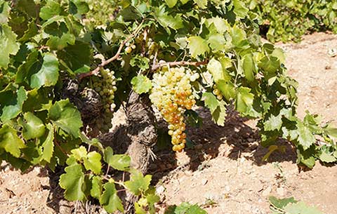 Tecnovino Dia de la Variedad Airén, Castilla-La Mancha, foto DO La Mancha