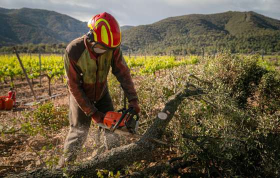 Familia Torres, gestión forestal, viticultura sostenible, prevención de incendios en Cataluña, silvopastoreo, biomasa energética, Torres & Earth, biodiversidad viñedos,