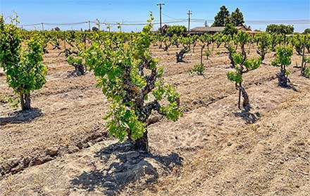 Tecnovino- The Old Vine Conference 2025 California
