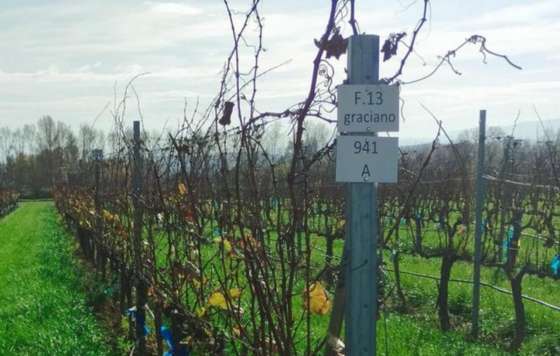 Tecnovino- Un estudio del ICVV destaca las cualidades del Graciano y su diversidad clonal frente al Tempranillo Tinto