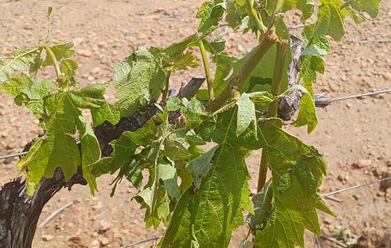 Tecnovino- indemnizaciones a viticultores Agroseguro, viñedo Rioja tras pedrisco