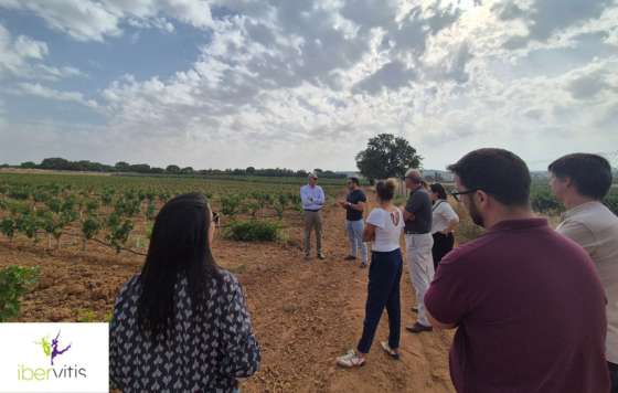 Tecnovino- proyecto Ibervitis, implantación de viñedos policlonales en España y Portugal