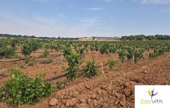 Tecnovino- proyecto Ibervitis, implantación de viñedos policlonales en España y Portugal