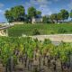 Tecnovino- viñedo bordelés, vino y turistas Francia