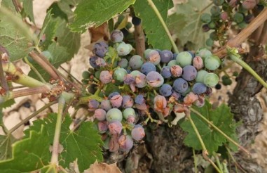 Tecnovino- Agroseguro: indemnizaciones para viñedo. Imagen de siniestro de pedrisco.