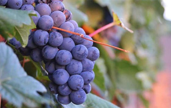 Tecnovino- vino Rioja Vega Maturana 2021, viñedo