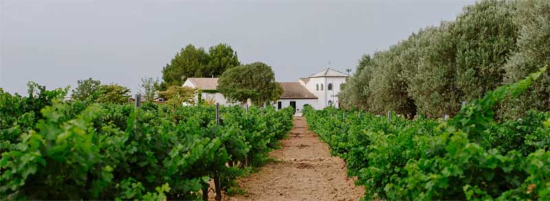 Tecnovino- Tharsys DOP bodega y viñedo