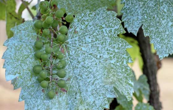 Tecnovino- efectos del cobre en la fermentacion de vino, Lallemand, foto vid